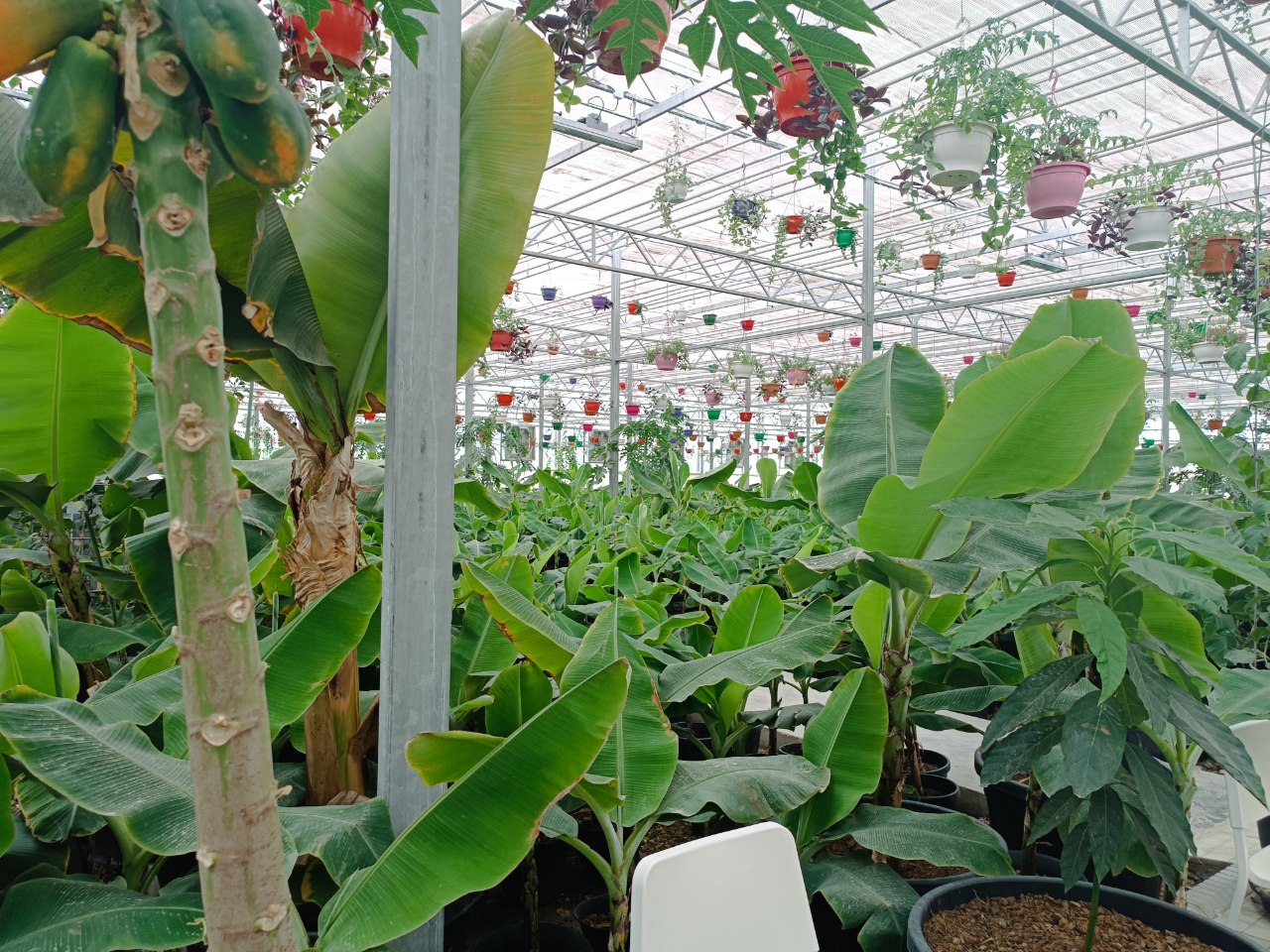 "Bukhara specialized Jayron kennel" and "Bukhara Varnet"